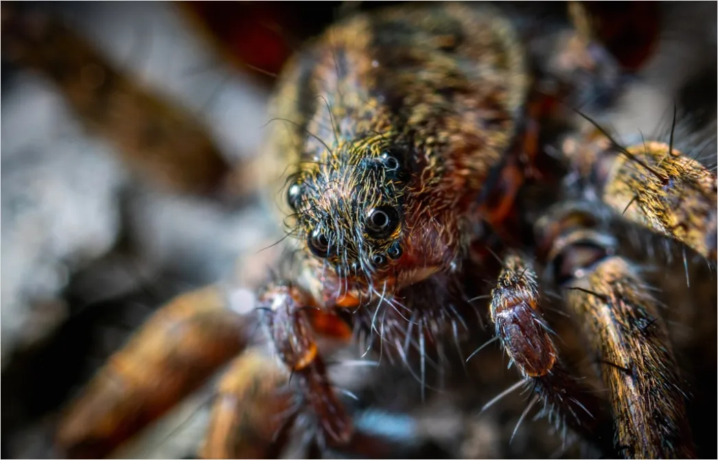 Detail Spinne Makro Nahaufnahme Augen Detail Number 19