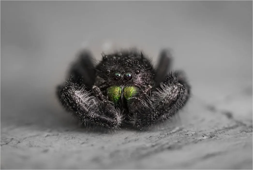 Detail Spinne Makro Nahaufnahme Augen Detail Number 20