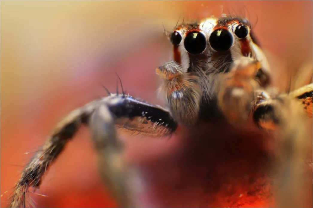 Detail Spinne Makro Nahaufnahme Augen Detail Number 3