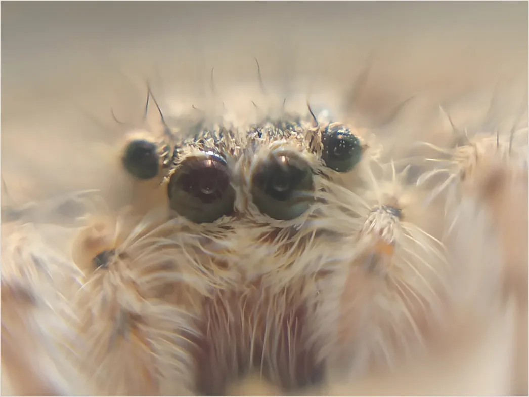 Detail Spinne Makro Nahaufnahme Augen Detail Number 4
