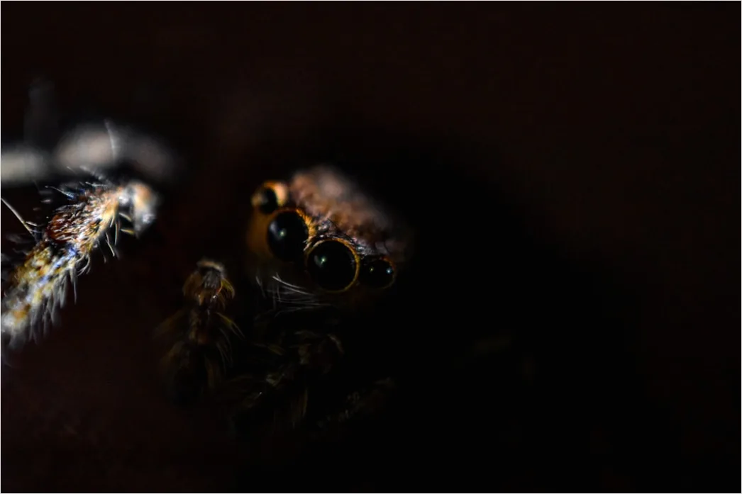 Detail Spinne Makro Nahaufnahme Augen Detail Number 5