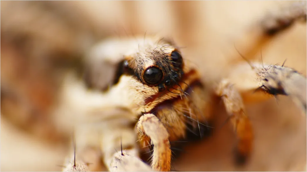 Detail Spinne Makro Nahaufnahme Augen Detail Number 6