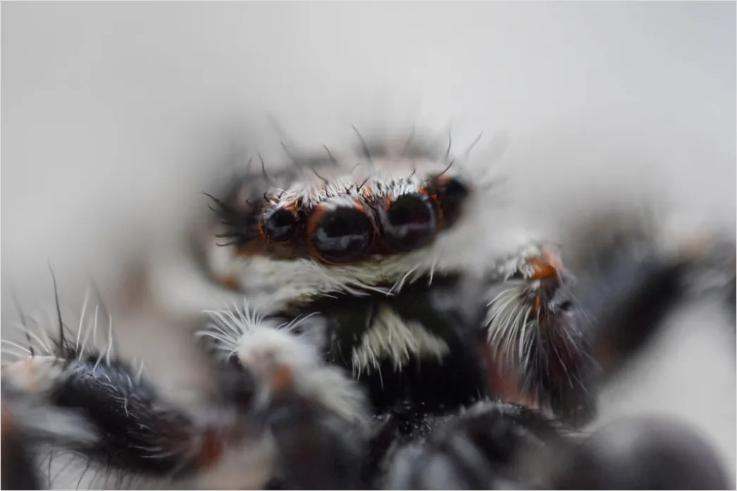 Detail Spinne Makro Nahaufnahme Augen Detail Number 7