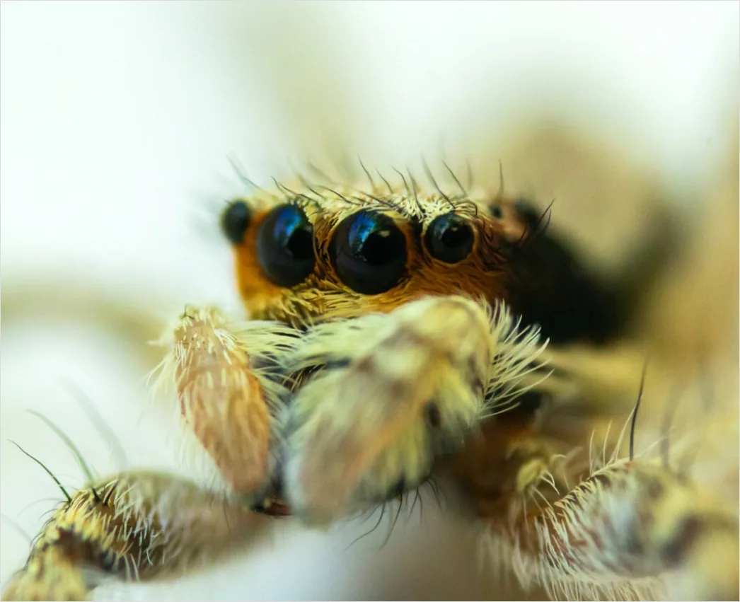 Detail Spinne Makro Nahaufnahme Augen Detail Number 8