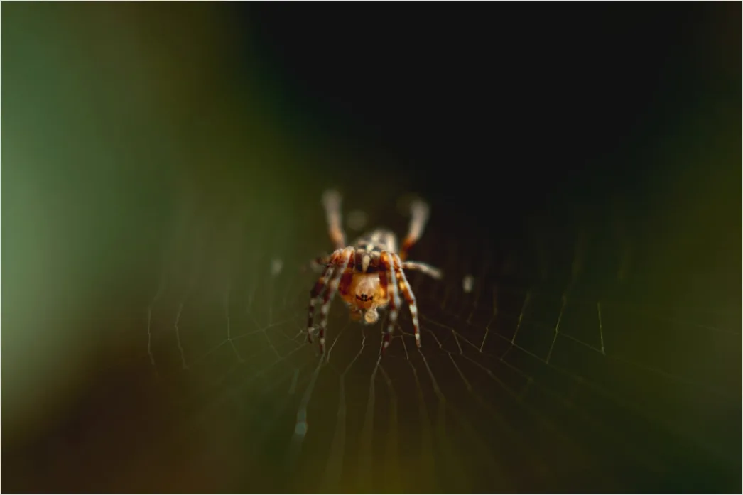 Detail Spinne Makro Nahaufnahme Augen Detail Number 9