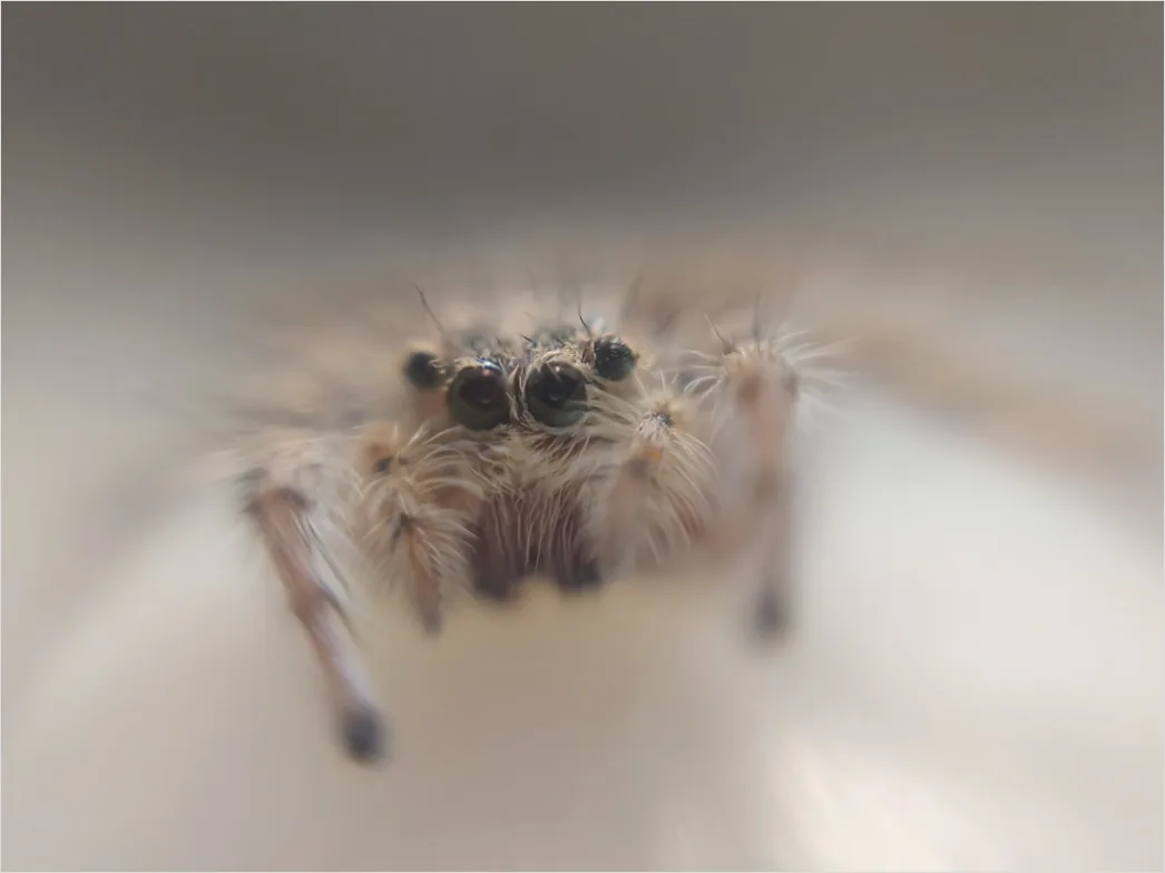 Detail Spinne Makro Nahaufnahme Augen Detail Number 10