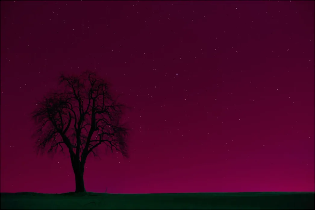 Detail Sternenhimmel Feld Baum Silhouette Nacht Number 11