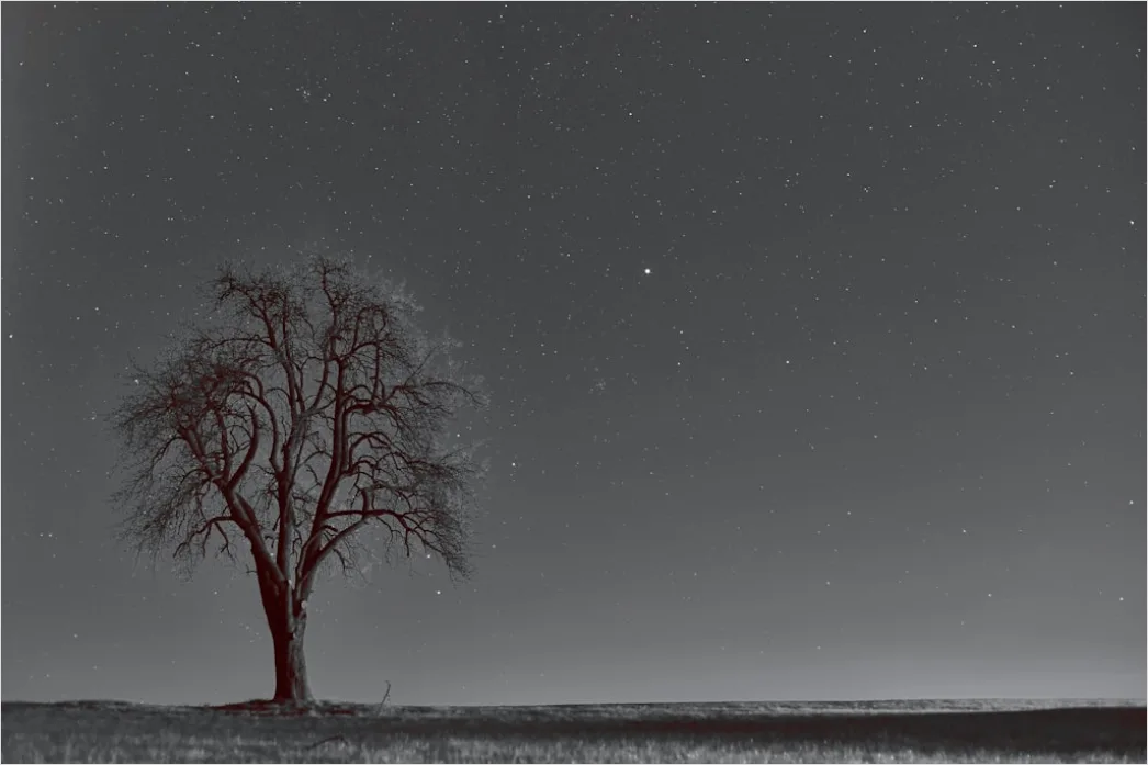 Detail Sternenhimmel Feld Baum Silhouette Nacht Number 12