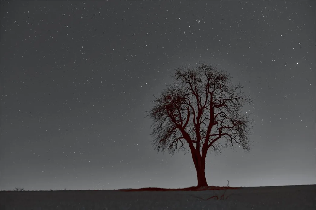 Detail Sternenhimmel Feld Baum Silhouette Nacht Number 14