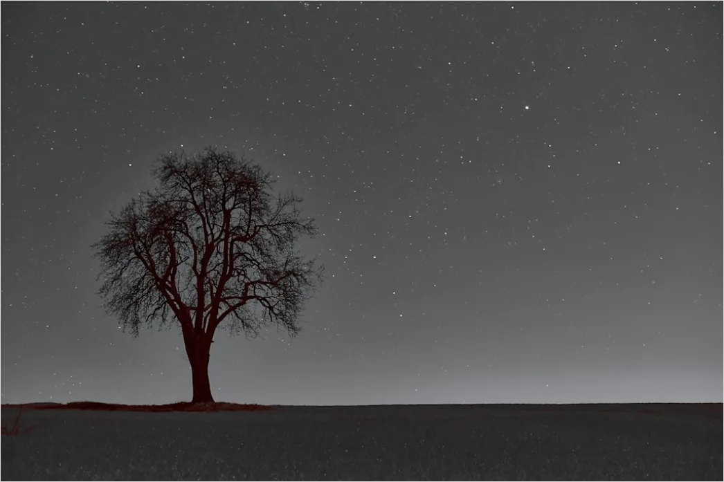 Detail Sternenhimmel Feld Baum Silhouette Nacht Number 15