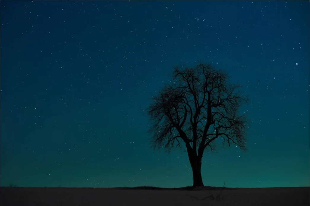 Detail Sternenhimmel Feld Baum Silhouette Nacht Number 17