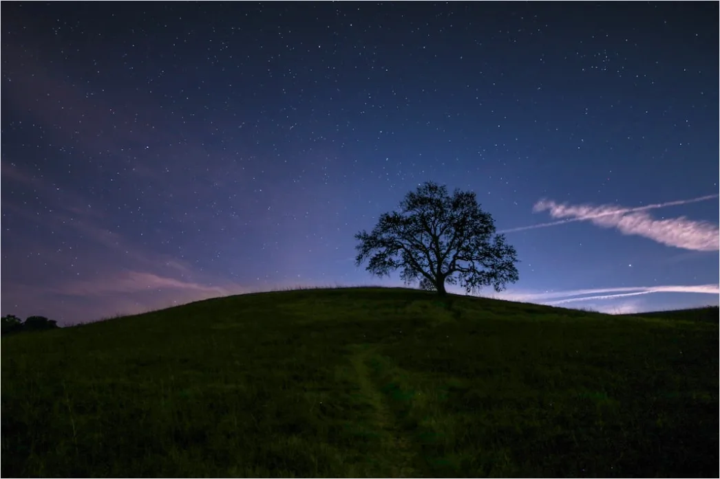 Detail Sternenhimmel Feld Baum Silhouette Nacht Number 19