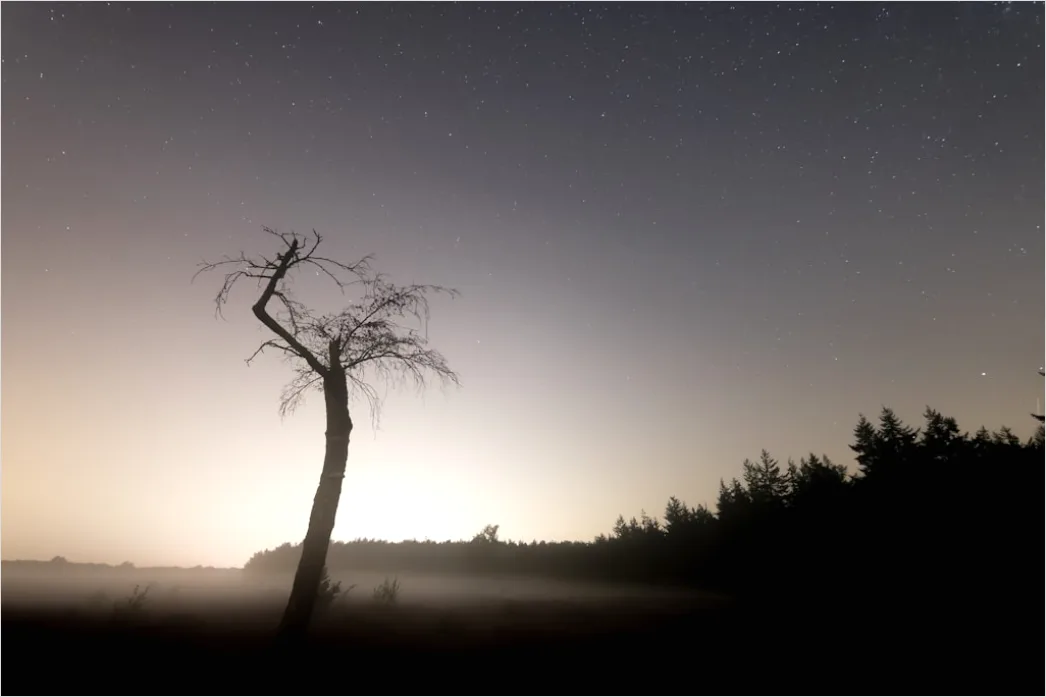 Detail Sternenhimmel Feld Baum Silhouette Nacht Number 20