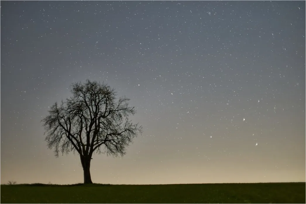 Detail Sternenhimmel Feld Baum Silhouette Nacht Number 5