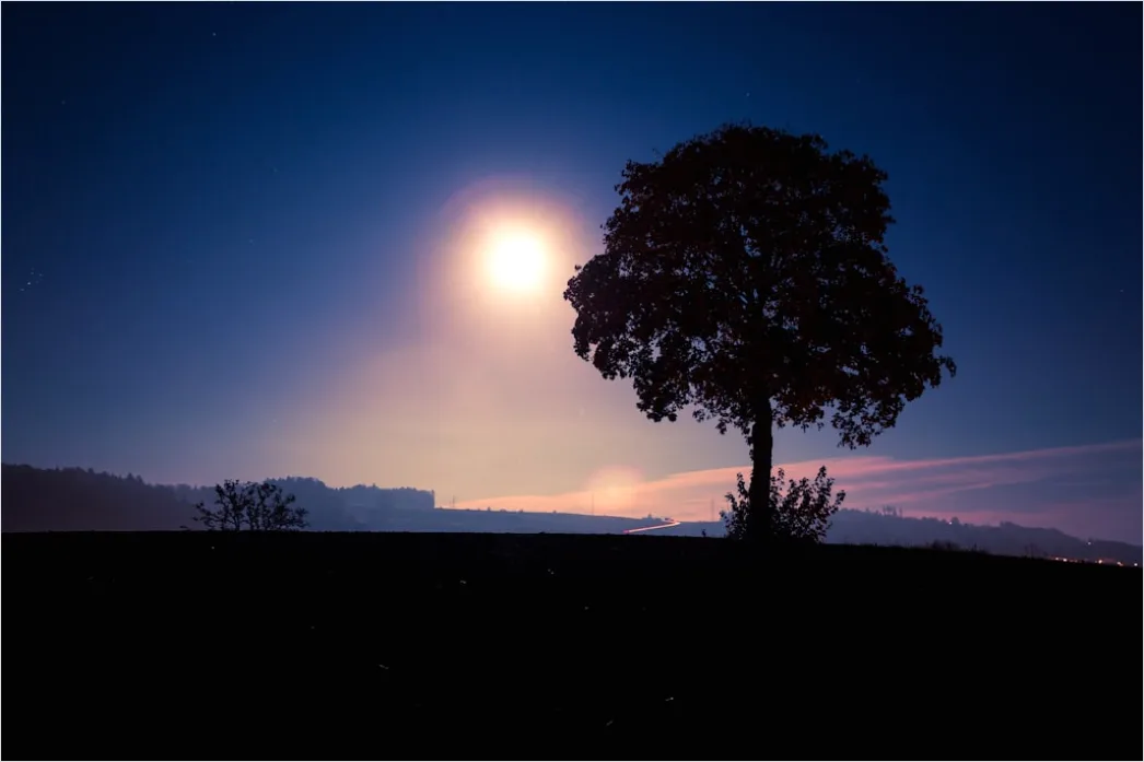 Detail Sternenhimmel Feld Baum Silhouette Nacht Number 6