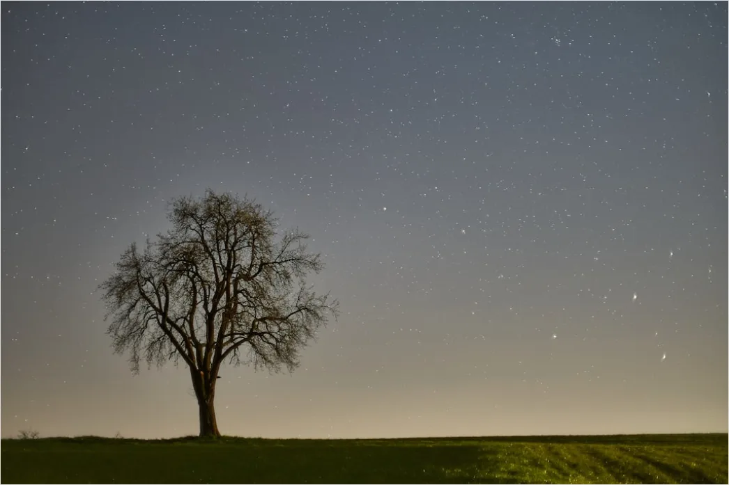 Detail Sternenhimmel Feld Baum Silhouette Nacht Number 7