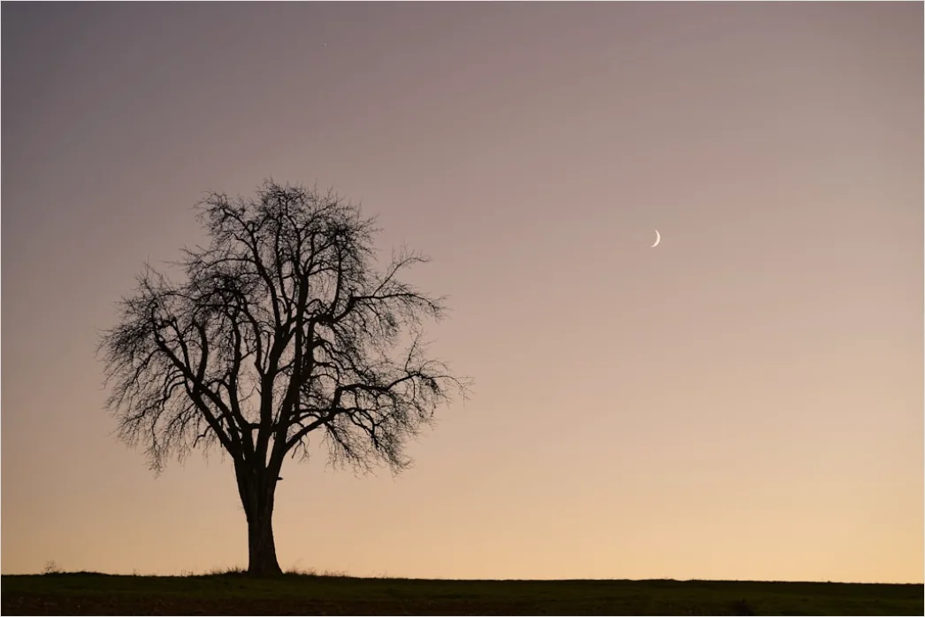 Detail Sternenhimmel Feld Baum Silhouette Nacht Number 9