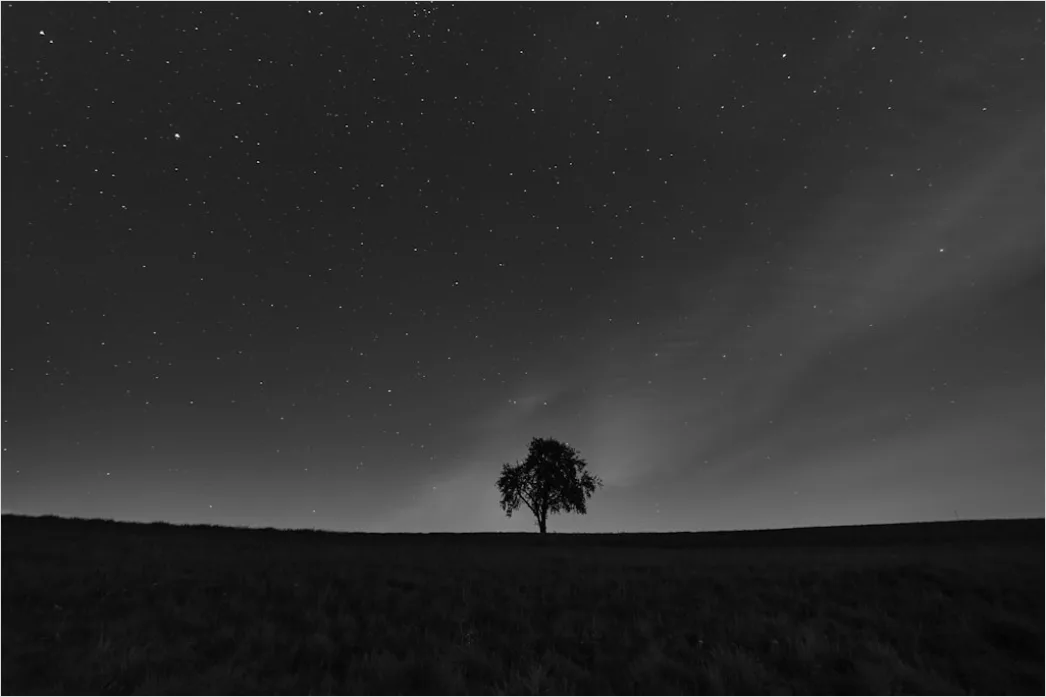 Detail Sternenhimmel Feld Baum Silhouette Nacht Number 10