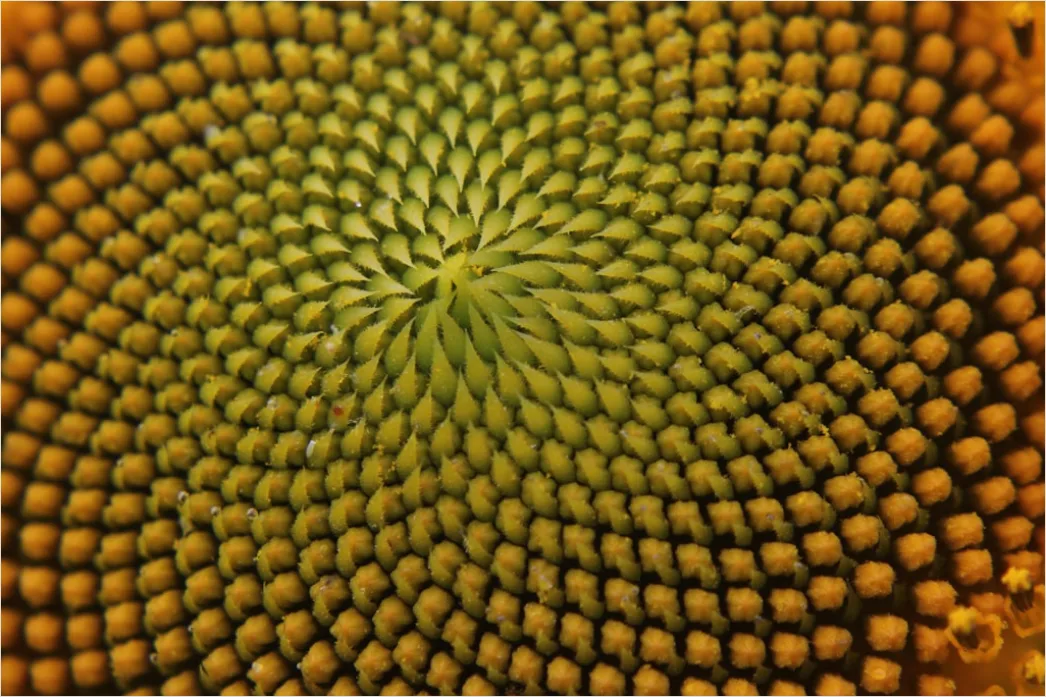 Detail Sukkulente Makro Nahaufnahme Rosette Struktur Number 11