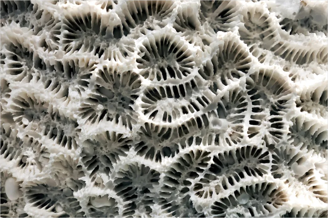 Detail Sukkulente Makro Nahaufnahme Rosette Struktur Number 13