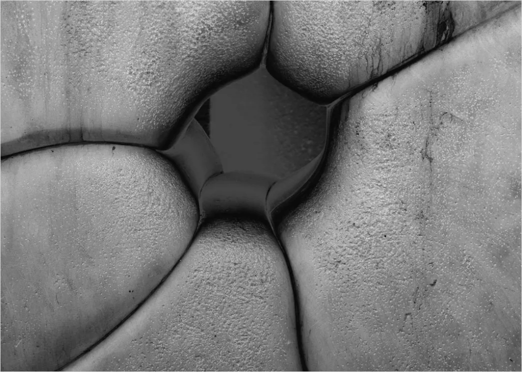 Detail Sukkulente Makro Nahaufnahme Rosette Struktur Number 14