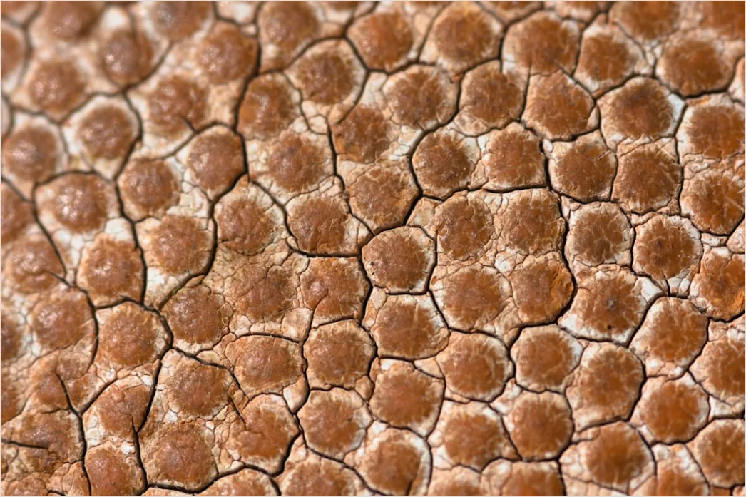Detail Sukkulente Makro Nahaufnahme Rosette Struktur Number 15