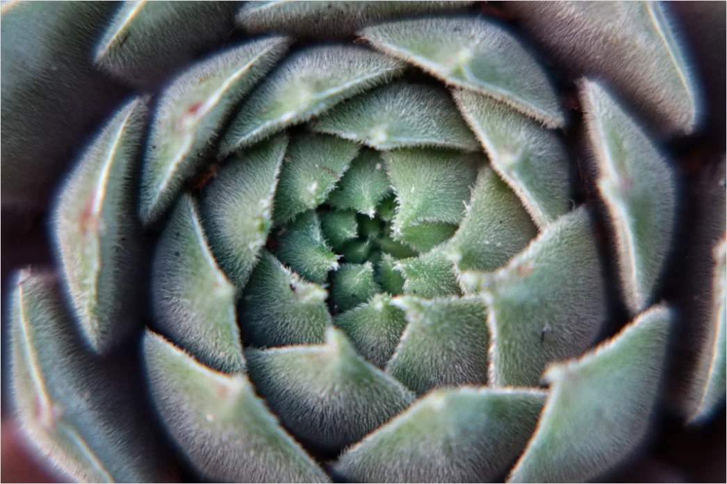 Detail Sukkulente Makro Nahaufnahme Rosette Struktur Number 16