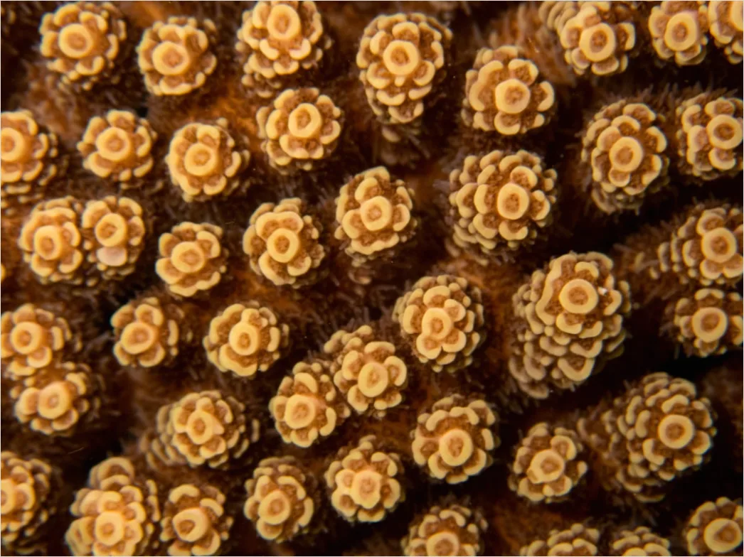 Detail Sukkulente Makro Nahaufnahme Rosette Struktur Number 17