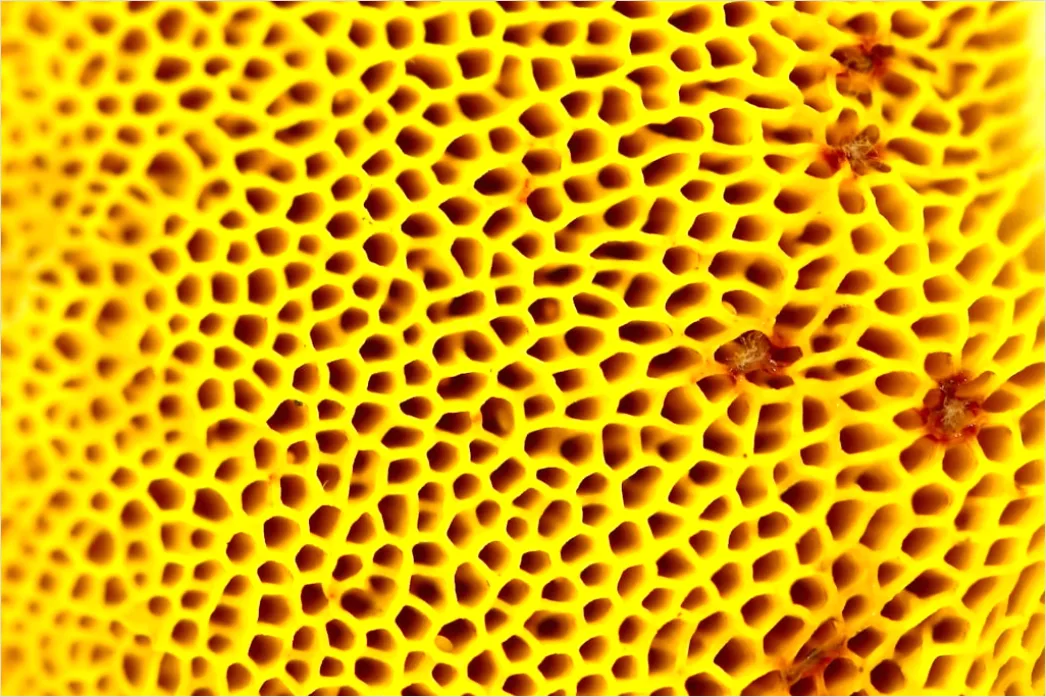 Detail Sukkulente Makro Nahaufnahme Rosette Struktur Number 18