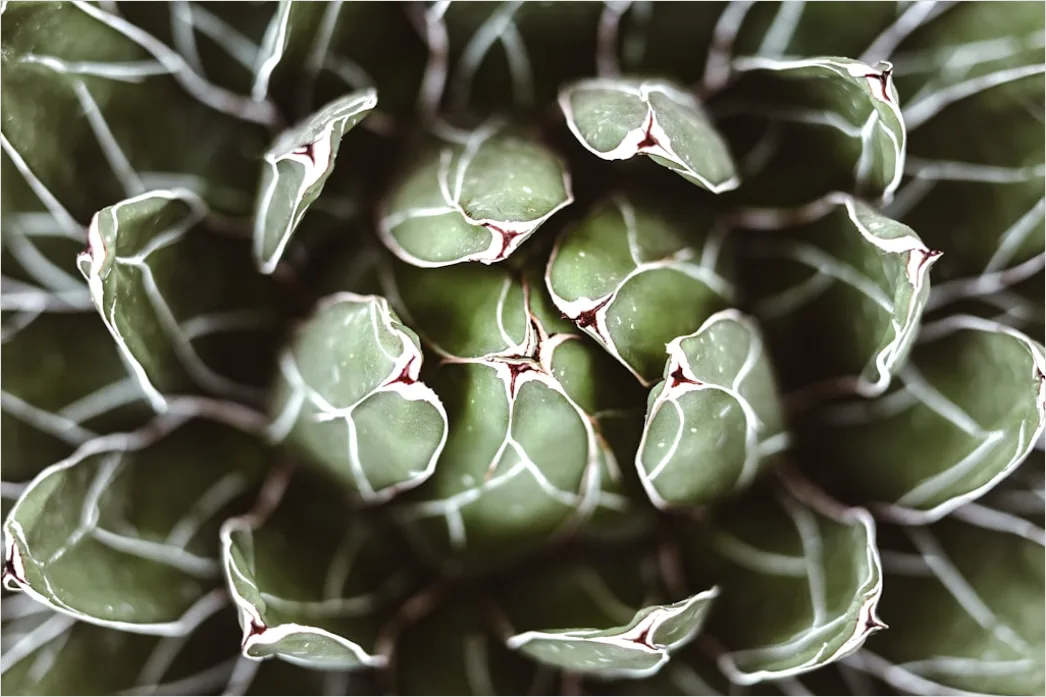 Detail Sukkulente Makro Nahaufnahme Rosette Struktur Number 20