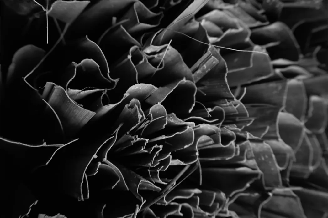 Detail Sukkulente Makro Nahaufnahme Rosette Struktur Number 3
