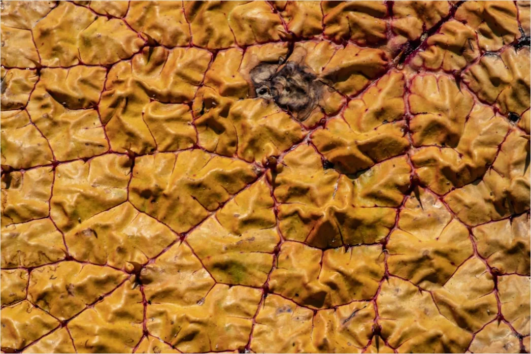 Detail Sukkulente Makro Nahaufnahme Rosette Struktur Number 6