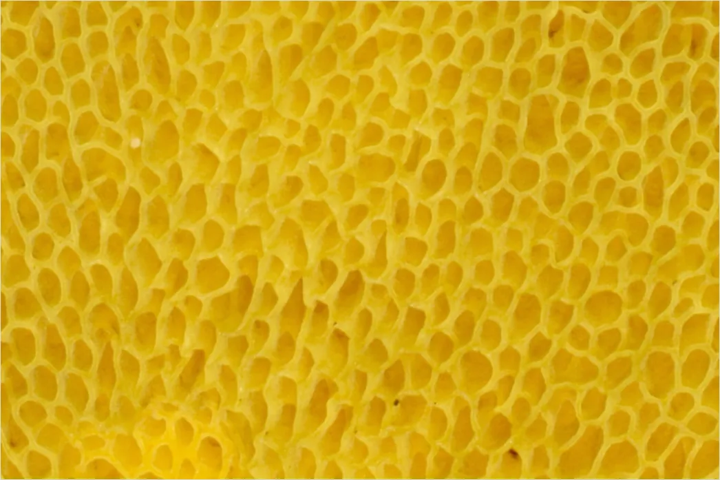 Detail Sukkulente Makro Nahaufnahme Rosette Struktur Number 9
