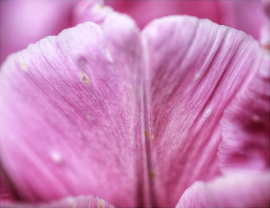 Tulpe Makro Nahaufnahme Bluetenblatt Struktur 46c2