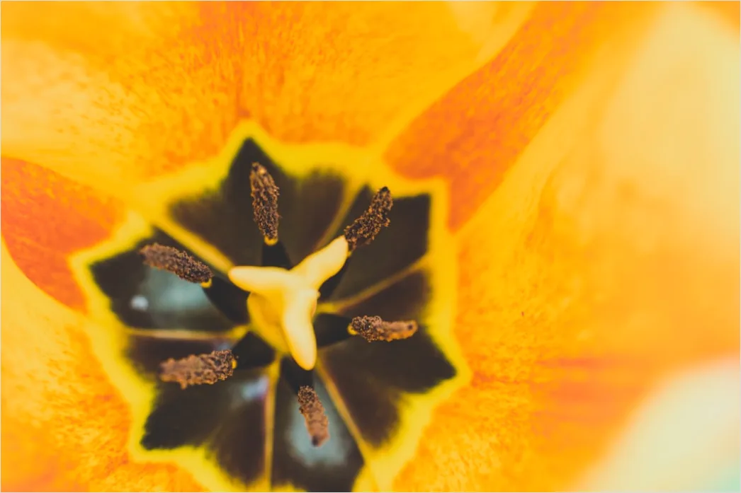 Detail Tulpe Makro Nahaufnahme Blütenblatt Struktur Number 2