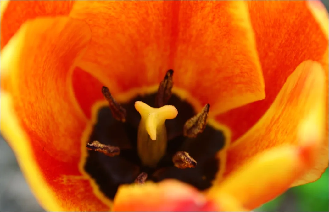 Detail Tulpe Makro Nahaufnahme Blütenblatt Struktur Number 11