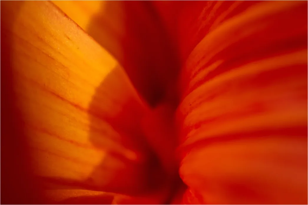 Detail Tulpe Makro Nahaufnahme Blütenblatt Struktur Number 12