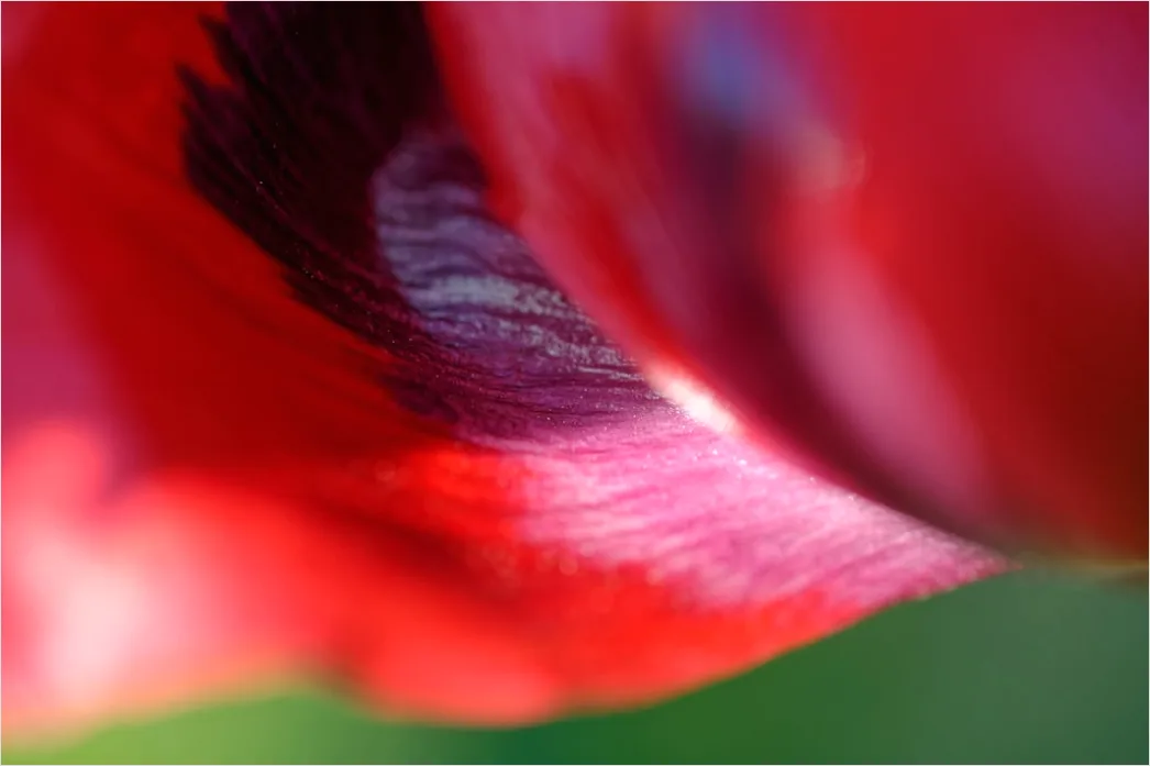 Detail Tulpe Makro Nahaufnahme Blütenblatt Struktur Number 13