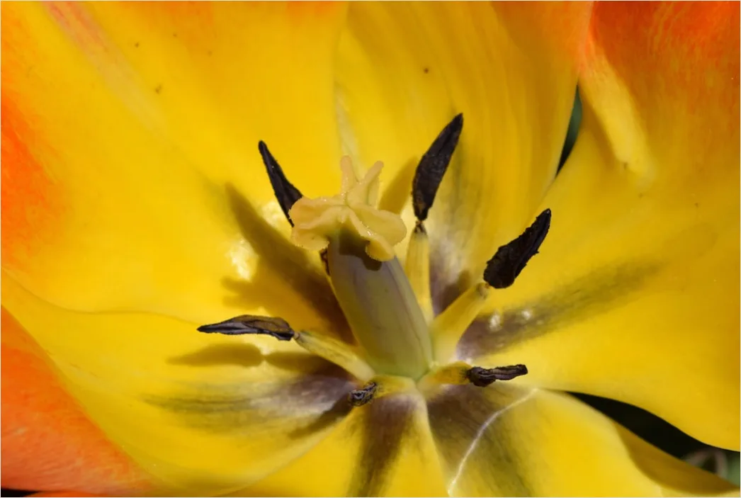 Detail Tulpe Makro Nahaufnahme Blütenblatt Struktur Number 14