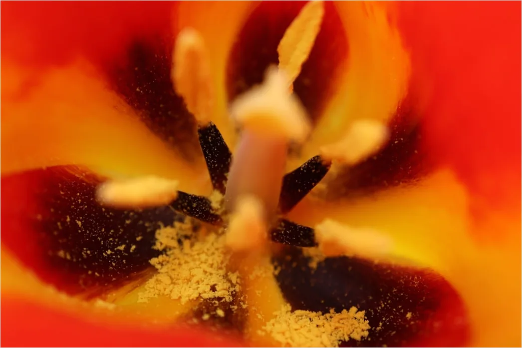 Detail Tulpe Makro Nahaufnahme Blütenblatt Struktur Number 15