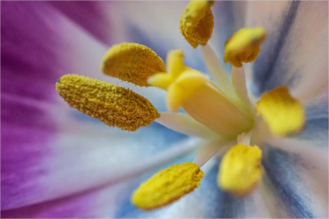 Detail Tulpe Makro Nahaufnahme Blütenblatt Struktur Number 16