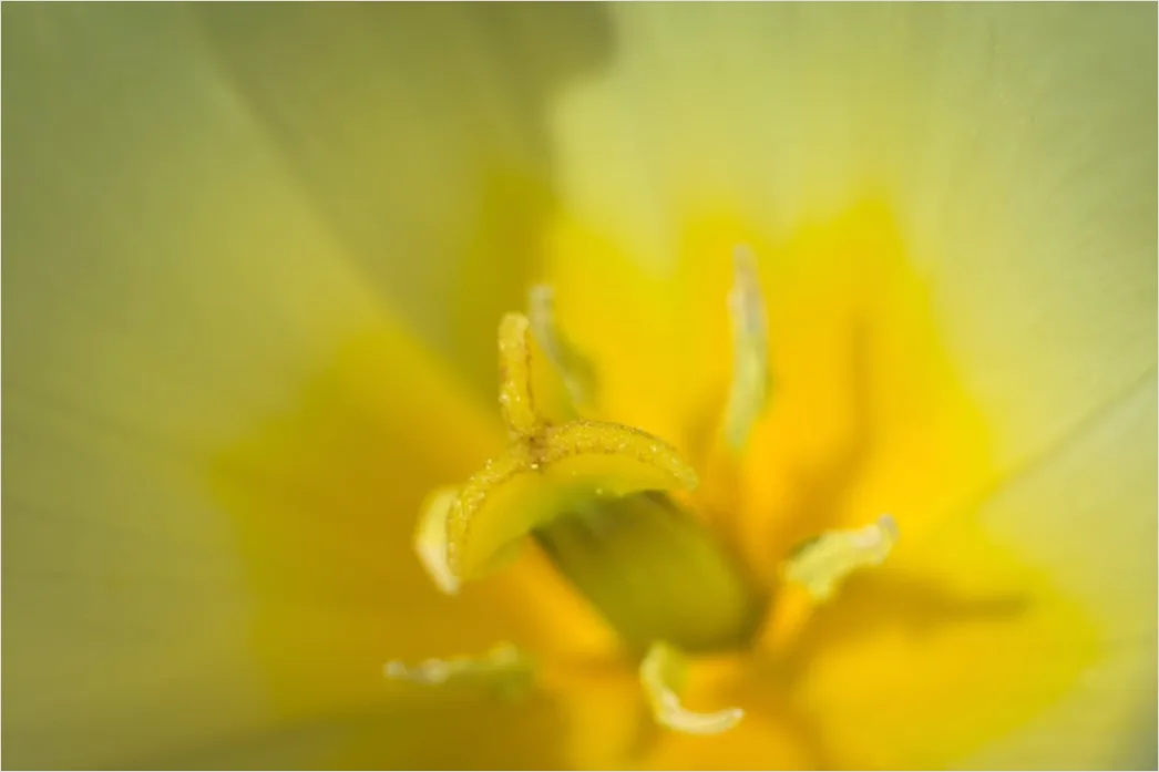 Detail Tulpe Makro Nahaufnahme Blütenblatt Struktur Number 17