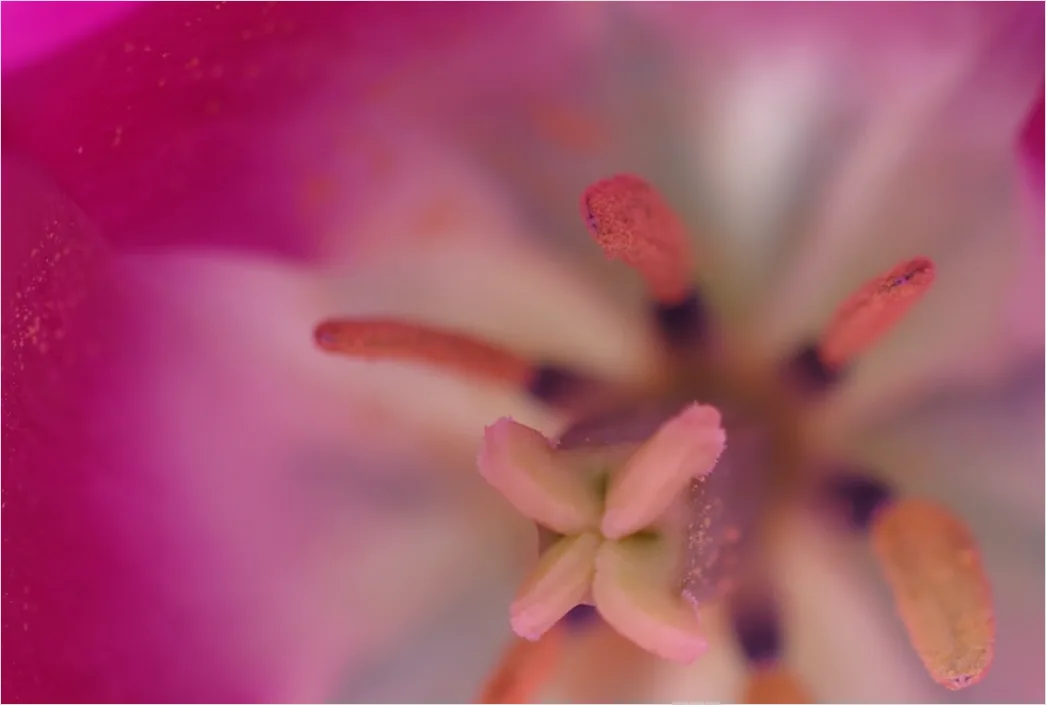 Detail Tulpe Makro Nahaufnahme Blütenblatt Struktur Number 19