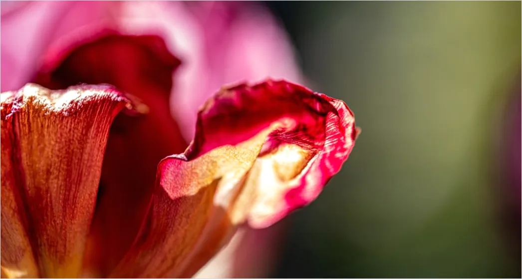 Detail Tulpe Makro Nahaufnahme Blütenblatt Struktur Number 20
