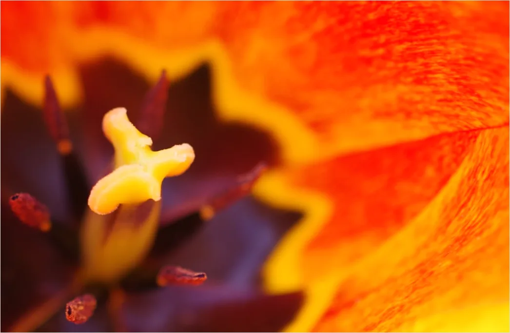 Detail Tulpe Makro Nahaufnahme Blütenblatt Struktur Number 3