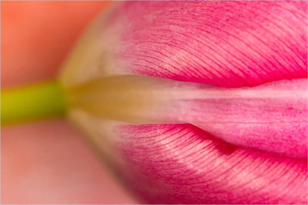 Detail Tulpe Makro Nahaufnahme Blütenblatt Struktur Number 4