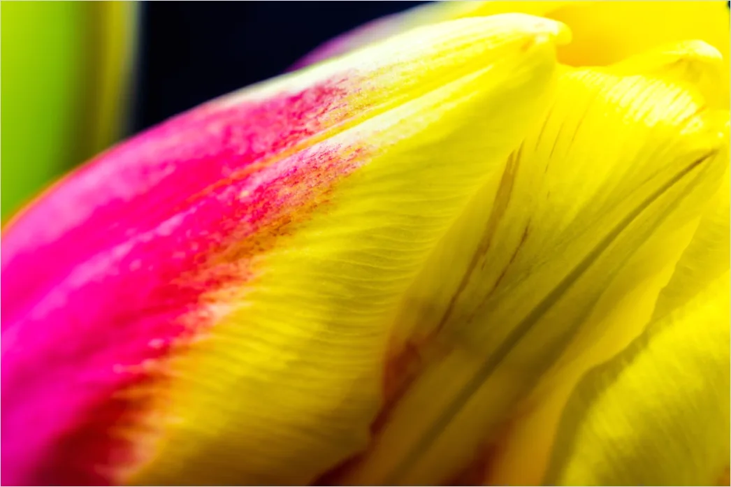 Detail Tulpe Makro Nahaufnahme Blütenblatt Struktur Number 5
