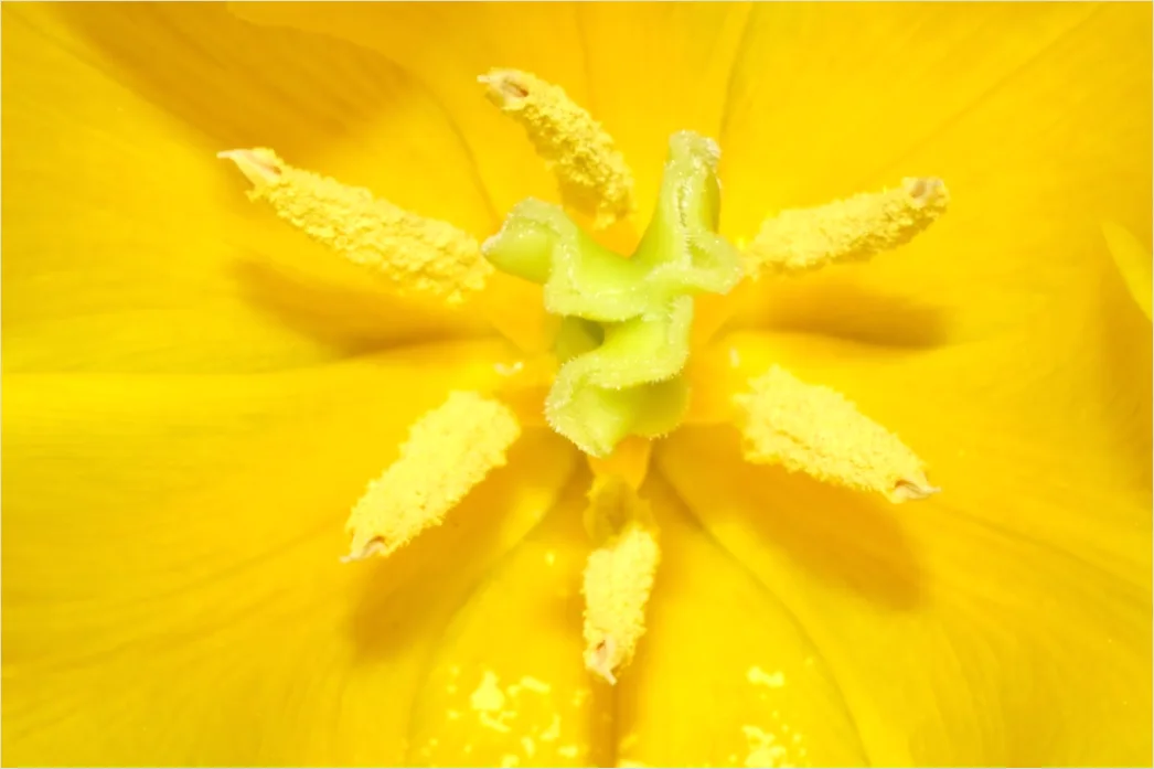Detail Tulpe Makro Nahaufnahme Blütenblatt Struktur Number 6