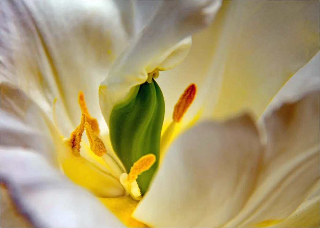Detail Tulpe Makro Nahaufnahme Blütenblatt Struktur Number 7