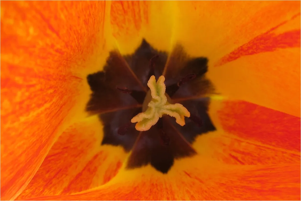 Detail Tulpe Makro Nahaufnahme Blütenblatt Struktur Number 8